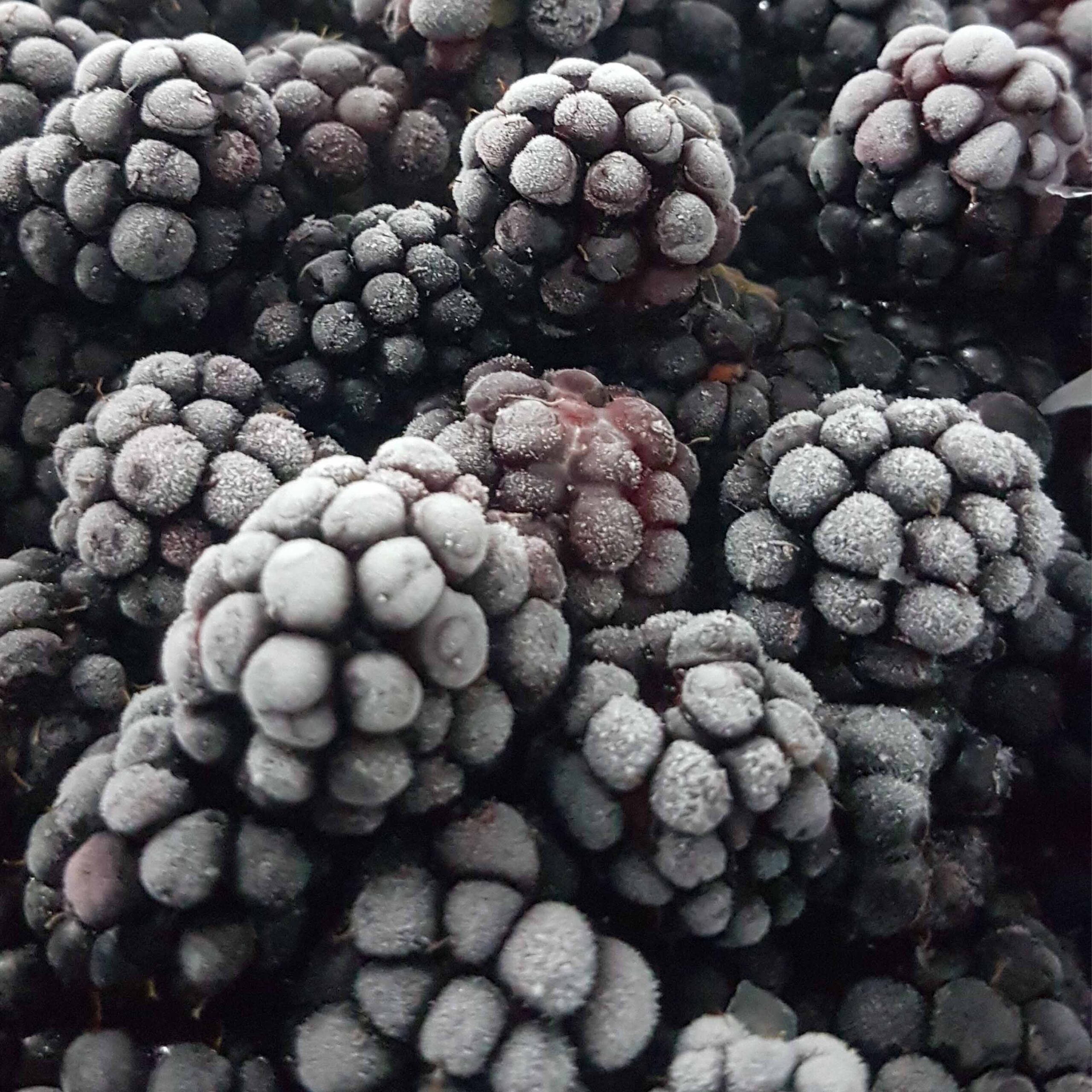 Untitled-1 تمشک منجمد - تصویر 1